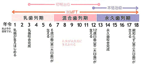 歯の成長と年齢の目安